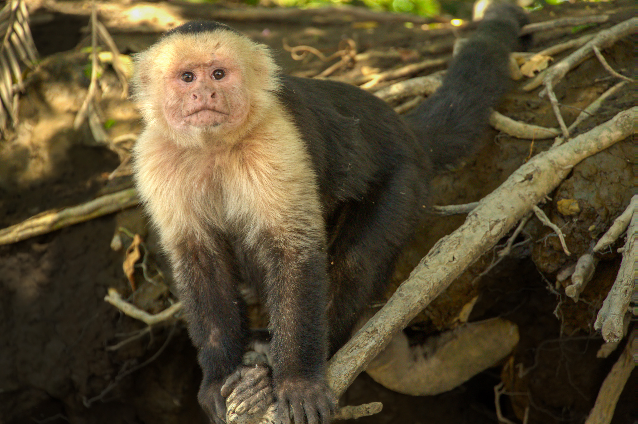 Where We Saw Sloths, Monkeys and Other Stunning Wildlife in Costa Rica: The Honest Traveler’s Guide