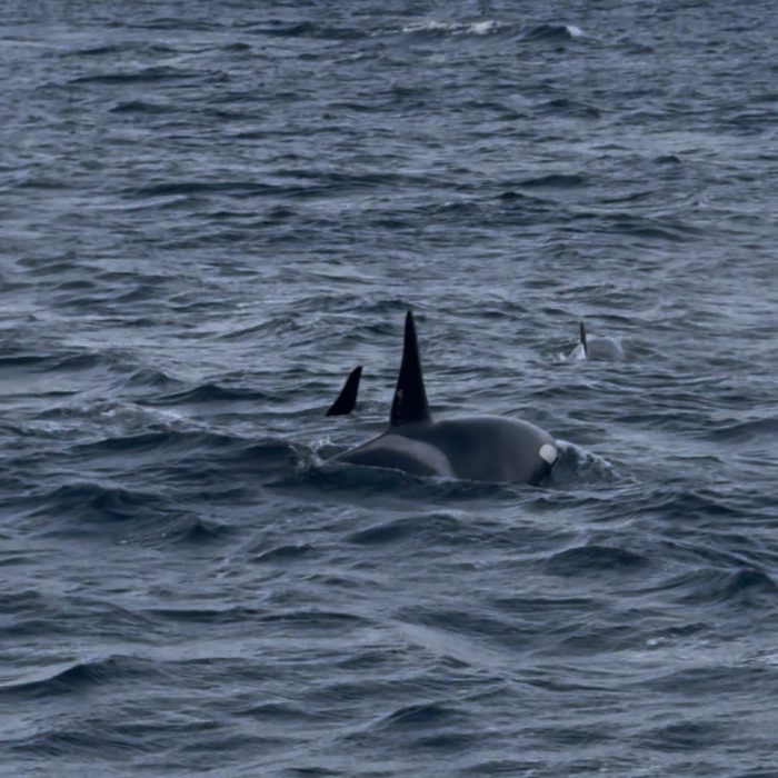 whale watching in tromso