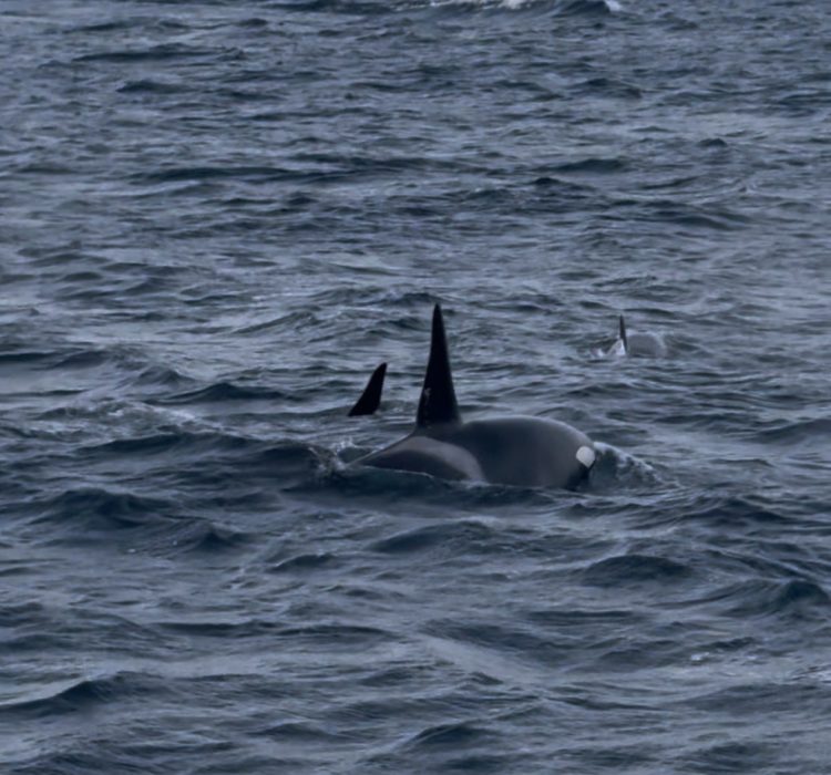 whale watching in tromso