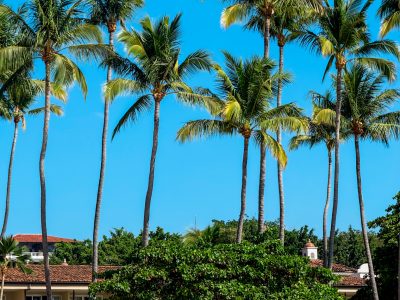 Beach Palm Trees in Costa rica
